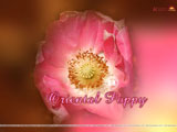 Oriental Poppy Wallpaper